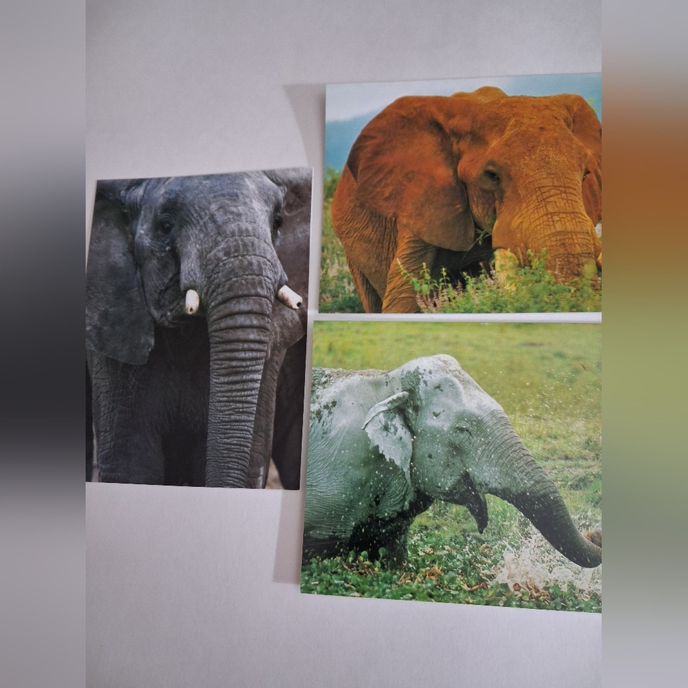 Set Of 12 African Wildlife Cards